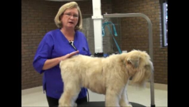 Thumbnail for Grooming the Soft Coated Wheaten Terrier