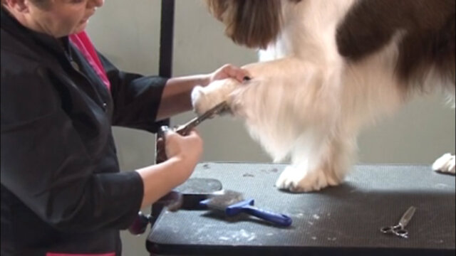 Thumbnail for How to Mimic a Show Style Trim on a Pet Springer Spaniel (Part 1 of 3-Part Series: Clipper Work and Trimming the Feet)