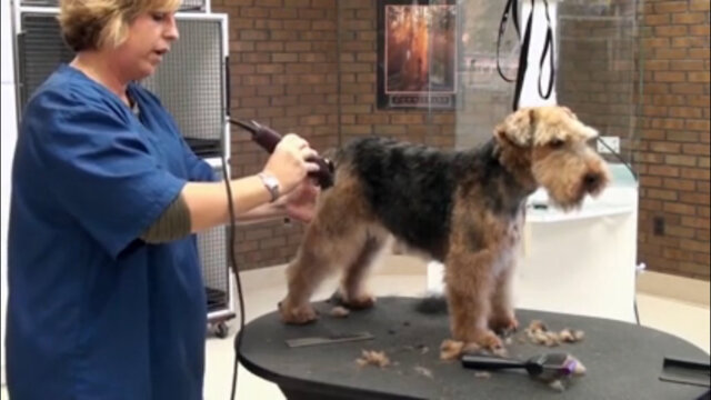 Thumbnail for How to Blend the Transition Points on a Pet Welsh Terrier
