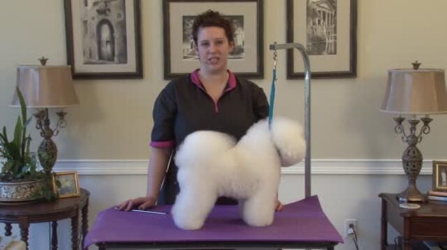 Thumbnail for Grooming the Bichon in a Show Style Trim: Body and Legs (1 of 2-Part Series)