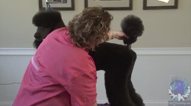 Thumbnail for Part 3 of 3: Standard Poodle in a Modified Puppy Trim: Trimming the Rear, Cuffs, Legs and Finishing Ears