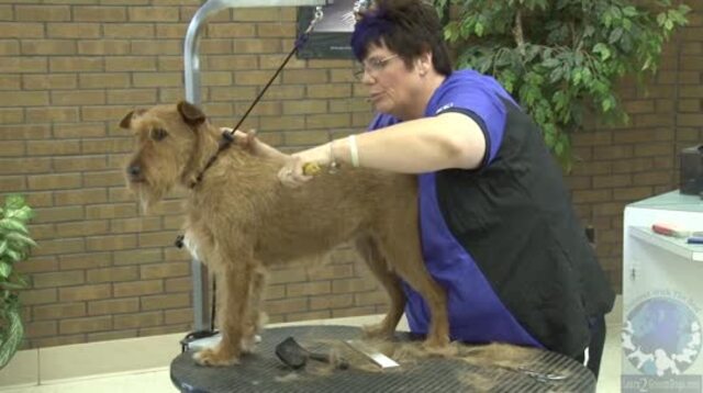 Irish terrier deals hand stripping