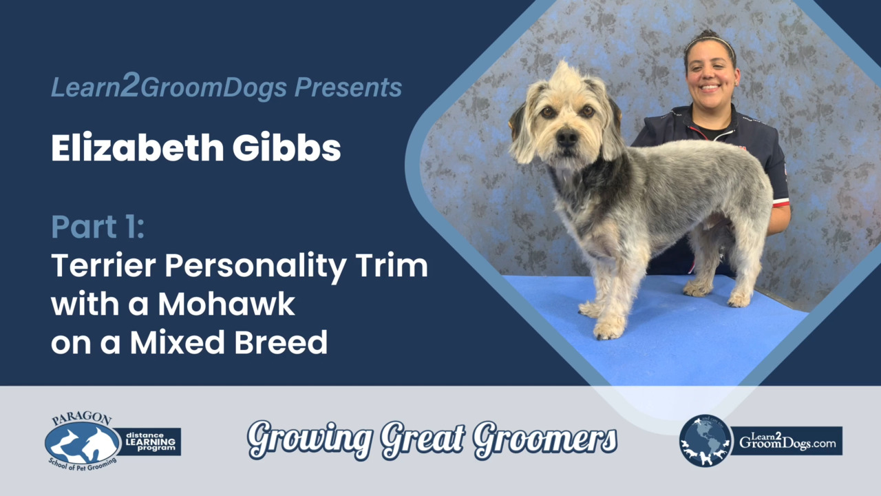 Thumbnail for Terrier Personality Trim With A Mohawk On A Mixed Breed – Part 1