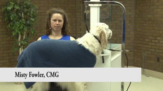 Thumbnail for Grooming the English Setter in a Show Style Trim: (1 of 3 Part Series)