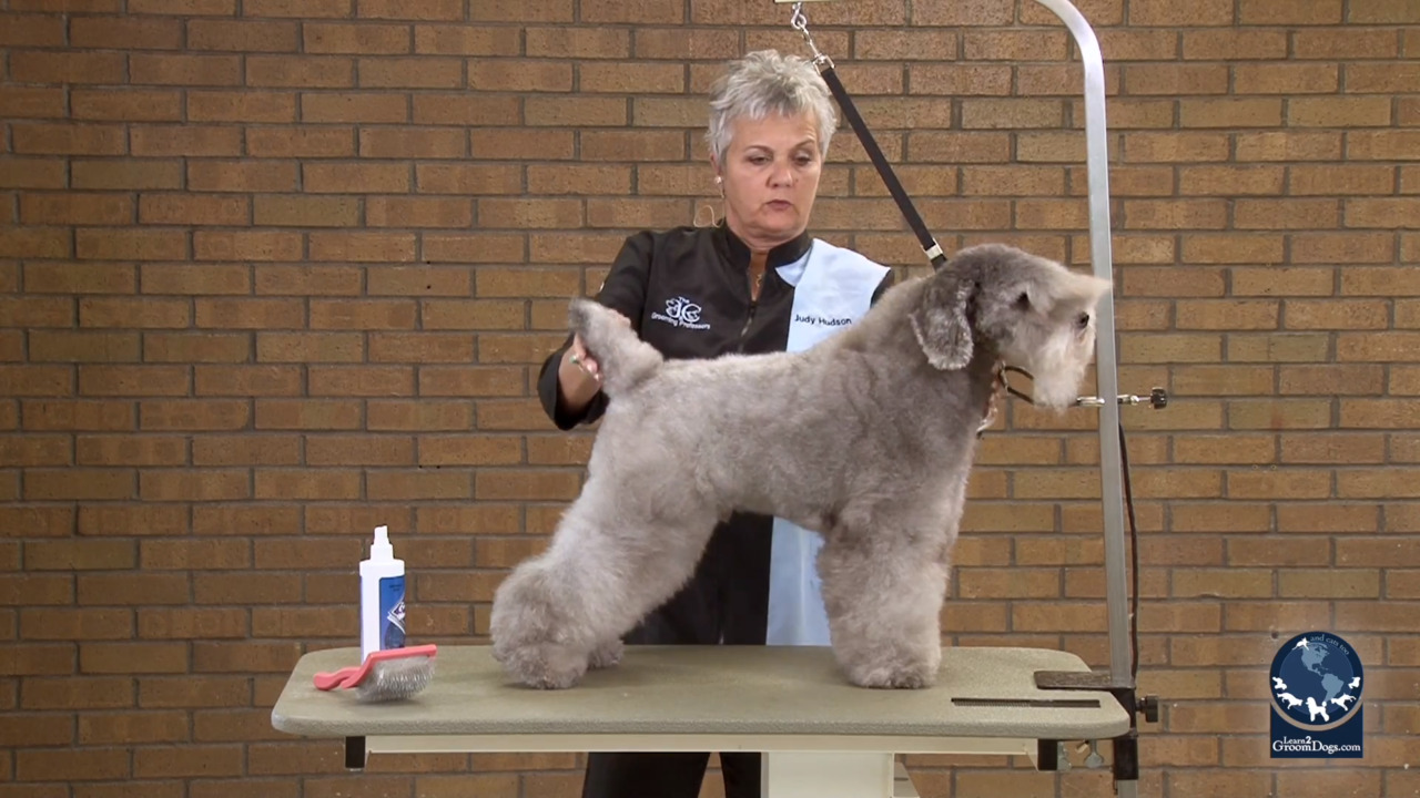 Thumbnail for Grooming a Silver Poodle Like a Kerry Blue (Part 1 of 3)