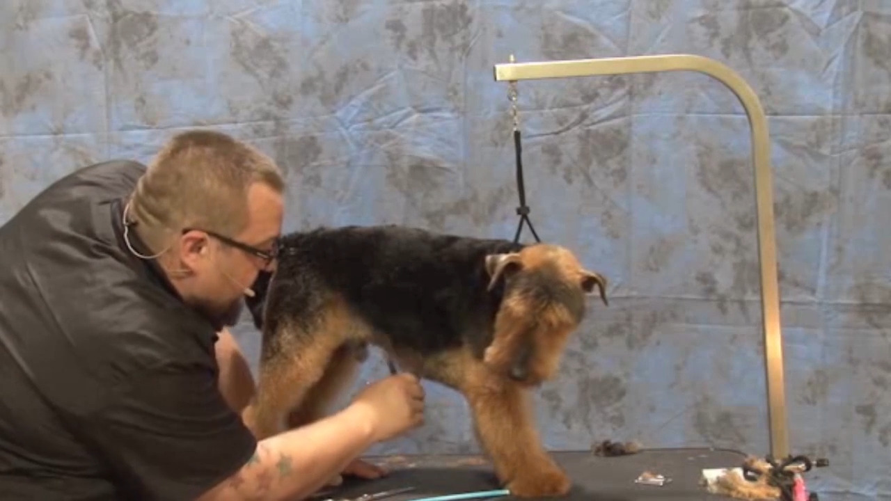 Thumbnail for Spotlight Session: Trimming Styling the Rear Legs & Undercarriage on a Pet Welsh Terrier