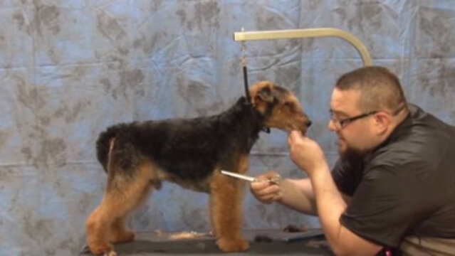 Pet Welsh Terrier Trimming – Styling the Shoulder & Front ...