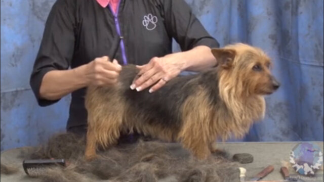 Thumbnail for Finger Plucking a Harsh Jacket on an Australian Terrier