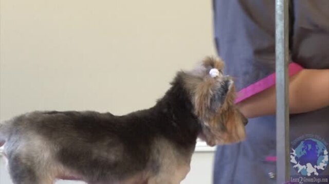 Thumbnail for Part 2 of 2: Grooming a Yorkie in a Personality Trim “Bella-Bottom Trim”: Ears, Jawline and Ponytail