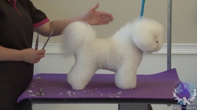 Thumbnail for Setting the Topline on a Show Styled Bichon