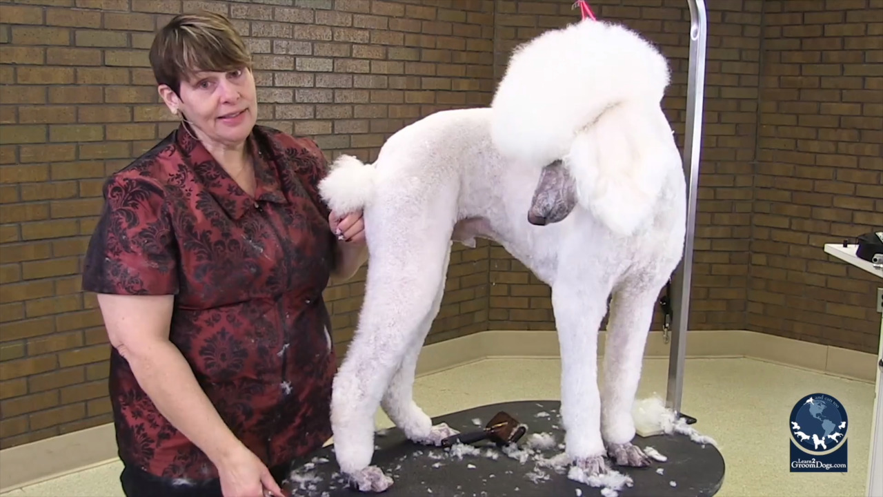 Thumbnail for Back to Basics with a Standard Poodle in an All Trim (Part 2 of 3)