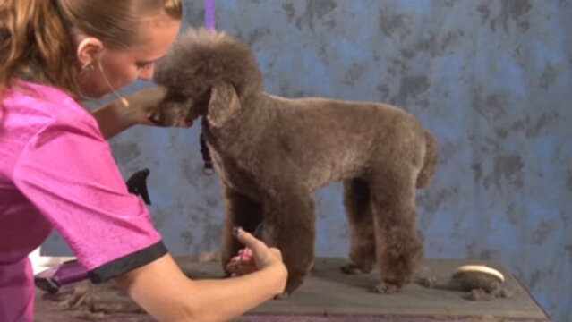 Thumbnail for How to Do a German Influenced Pet Trim on a Poodle (Part 2 of 3-Part Series: Styling the Legs)