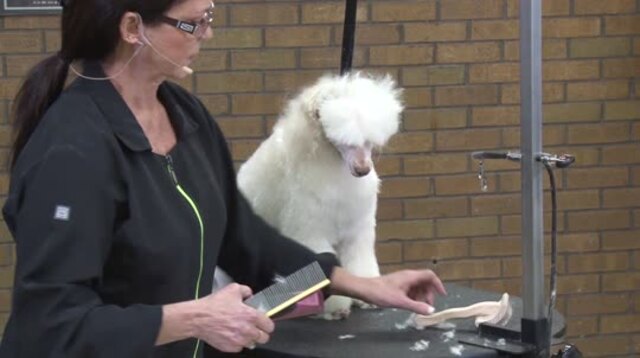 Thumbnail for Preparing a Poodle for Certification Testing or Contest Grooming (Part 2 of 3-Part Series: Trimming the Cuffs Detailing the Trim with Shears)