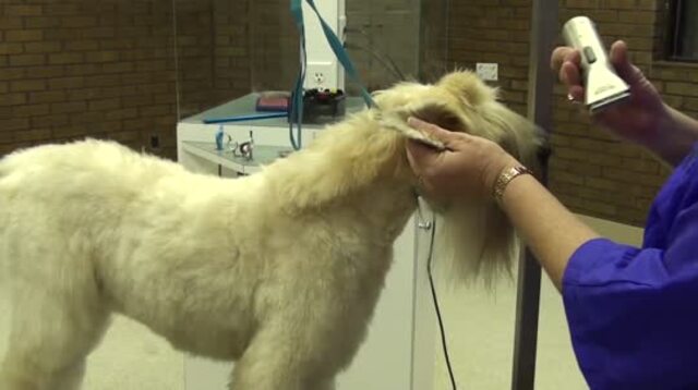 Thumbnail for Setting the Top of the Skull on a Pet Soft Coated Wheaten Terrier