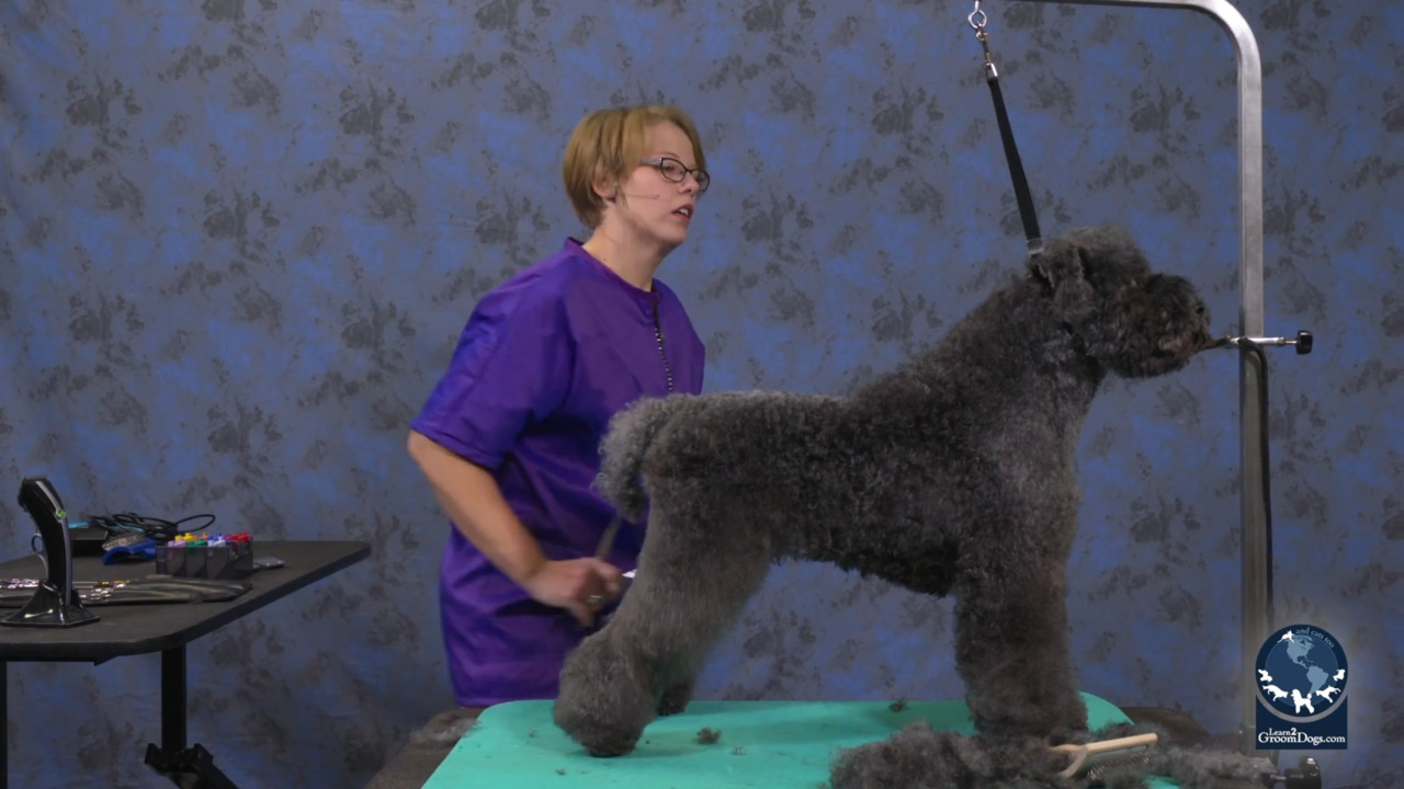 Thumbnail for Spotlight Session: Feet First to Set the Leg on a Kerry Blue Terrier