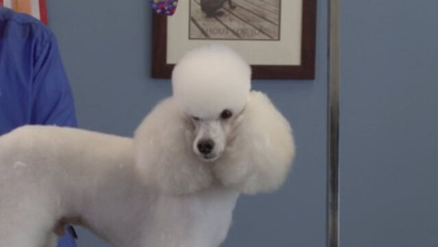 Thumbnail for Retro Poodle Trims: Seven Styles – One Dog (Part 2 of 6-Part Series: Sweetheart Trim)