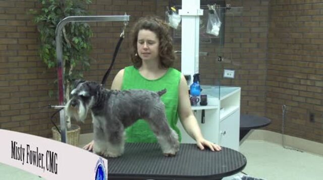 Thumbnail for Grooming the Pet Miniature Schnauzer