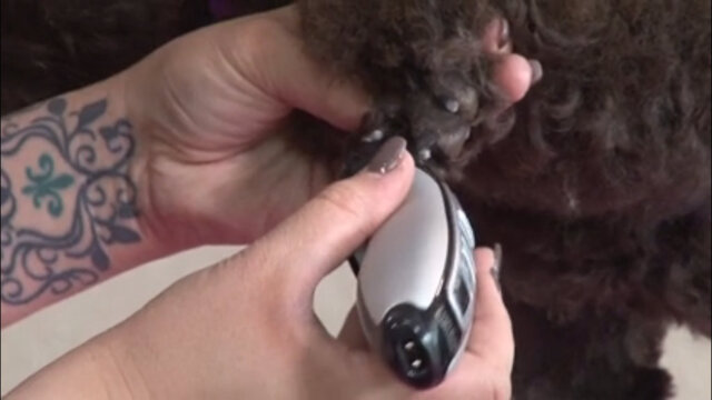 Thumbnail for Retro Inspired Miami Trim on a Poodle with 4 Sassy Ear Style Options (Part 1 of 4-Part Series: Clipping the Face, Feet and Tail)