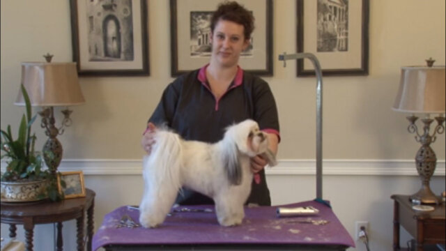 Thumbnail for Grooming a Drop Coated Mixed Breed in a Hand-Scissored Layer Trim (Part 2 of 2: Trimming the Body & Legs)