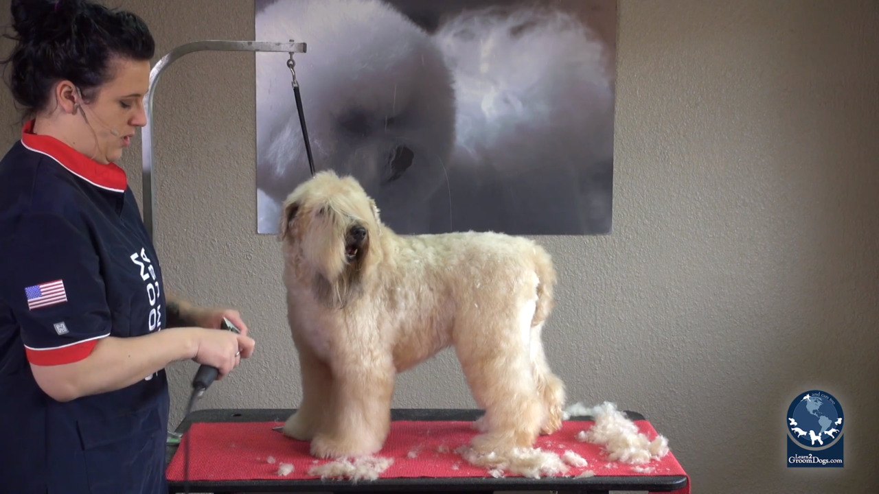 Thumbnail for Spotlight Session: How to Use a Guard Comb to Set the Correct Pattern on a Pet Soft Coated Wheaten Terrier