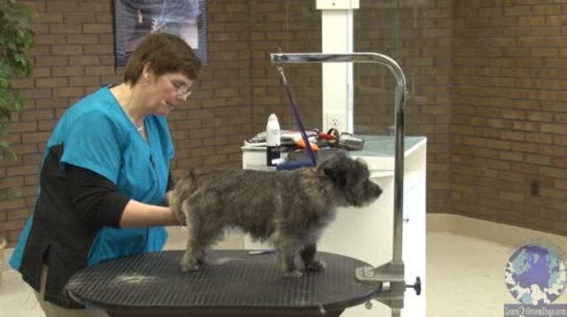 Thumbnail for Grooming the Cairn Terrier