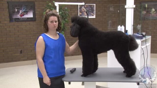 Clipping a hot sale poodle