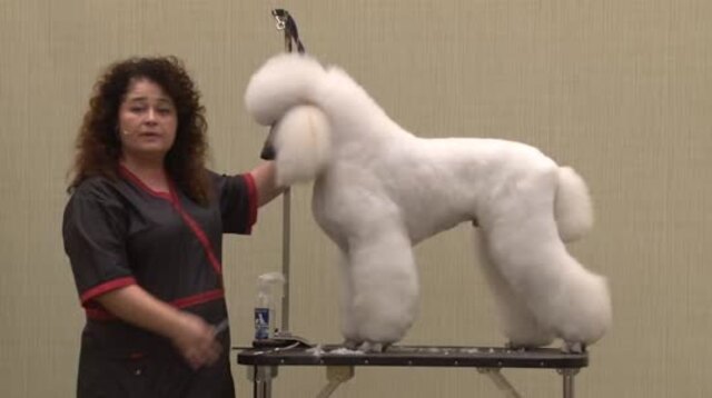 Thumbnail for Correcting a Competition Lamb Trim in a Standard Poodle from the Ring