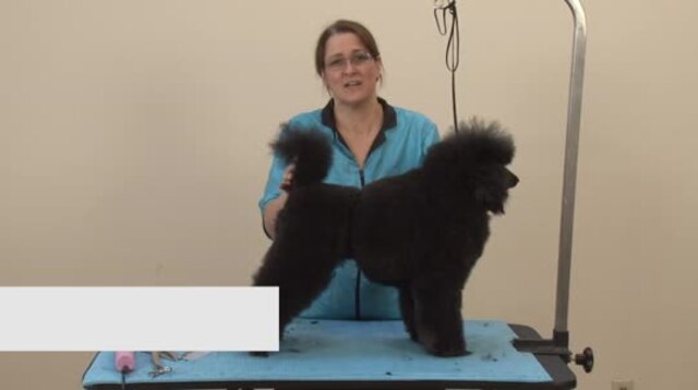 Thumbnail for Setting the Desi Trim on a Poodle (Trim designed by Liz Paul)
