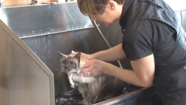 Thumbnail for Safe & Efficient Bathing Techniques for Cats
