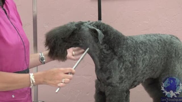 Thumbnail for Part 2 of 4: Common Grooming Mistakes on a Kerry Blue Terrier: Building the Neck & Setting the Shoulder