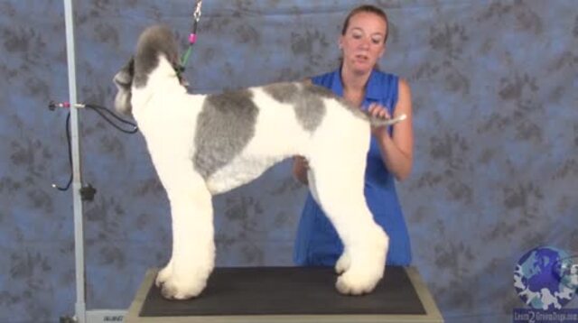 Thumbnail for Grooming a Poodle as a Bedlington: Trimming the Tail, Ears and Setting the Body Pattern with Clippers (1 of 3-Part Series)