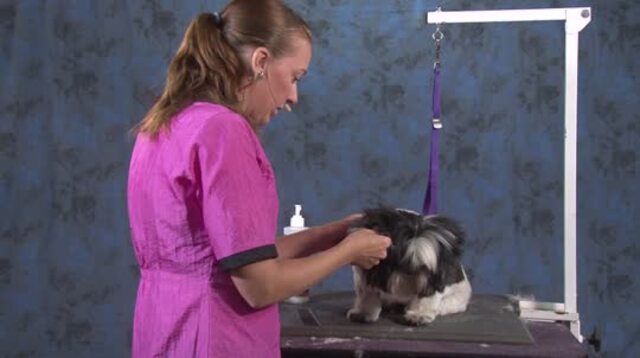 Thumbnail for How to Give an Attractive Haircut to a Matted Pet Without Losing Time (Part 5 of 5-Part Series: Styling the Head)