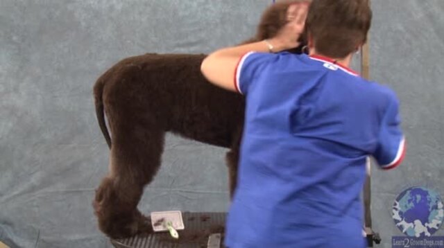 Thumbnail for Part 2 of 4: Grooming the Irish Water Spaniel: Scissor Work