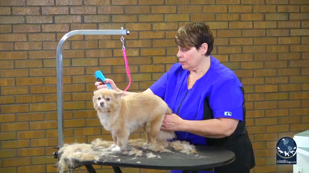 Thumbnail for Grooming a Foxy Trim on a Pomeranian Mix (Part 1 of 3)