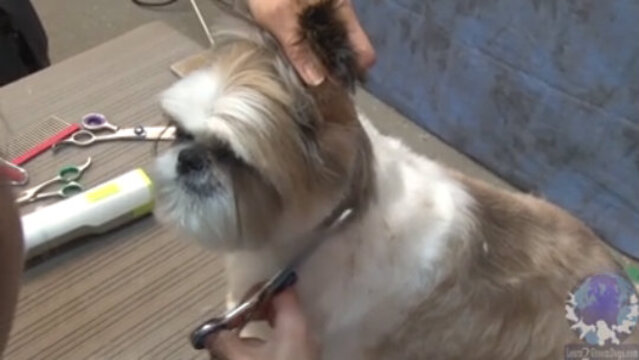 Thumbnail for How to Create a Round Head on a Shih Tzu by Hand