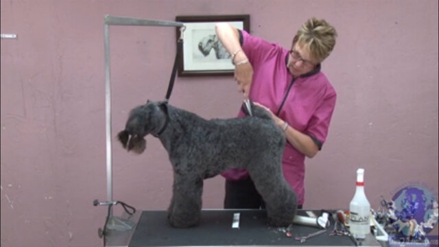 Thumbnail for Styling a Kerry Blue Terrier Tail