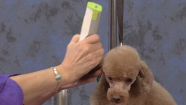 Thumbnail for Different Head Styles on a Poodle (Part 4 of 5-Part Series: Short Clipped Ears with a Poodle)