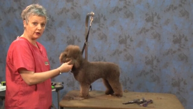 Thumbnail for Part 2 of 2: How to Start an Asian Influenced Trim on a Chocolate Poodle Mix