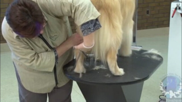 Thumbnail for Trimming the Hocks & Rear Feet of a Golden Retriever