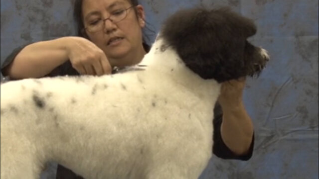 Thumbnail for Setting the Neckline of a Portuguese Water Dog in a Working Retriever Trim