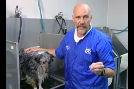 Thumbnail for Bathing a Heavy Coated Dog to Get It Super Clean