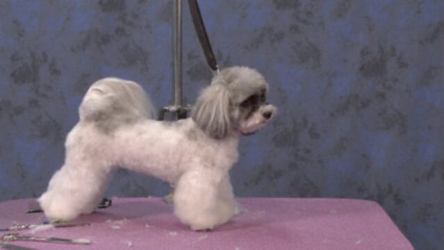 Thumbnail for Creating a Modern Trim Style on a Shih Tzu/Poodle Mix (Part 3 of 3-Part Series: Styling the head)