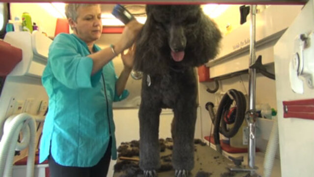 Thumbnail for Speed and Efficiency: Grooming a Standard Poodle in under 90 Minutes (Part 4 of 5-Part Series: Guard Comb Work)