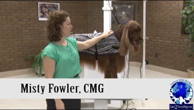 how do you groom an irish setter