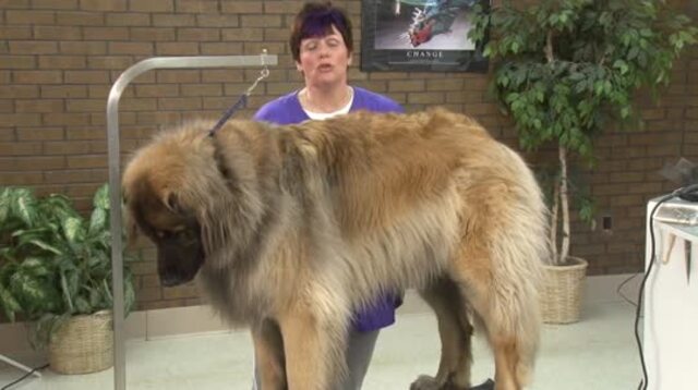 Thumbnail for Speed & Efficiency – How to Groom a Monster Sized Dog in 76 Minutes (Part 1 of 3-part Series)