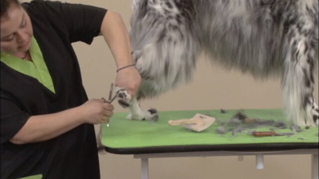 Thumbnail for Learn How Easy It Is To Handstrip a Pet English Setter (Part 3 of 5-Part Series: Trimming the Feet, Hocks, and Tail)