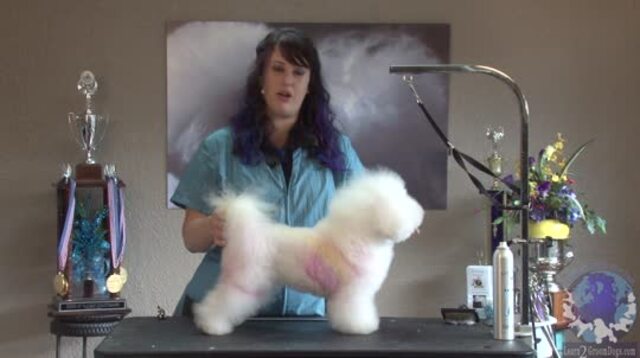 Thumbnail for Highly Stylized Pet Trim on a Bichon (Part 1 of 3-Part Series)
