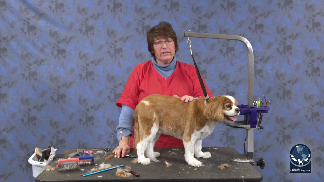 Thumbnail for How To Do an Easy Maintenance Trim on a Pet Cavalier Spaniel