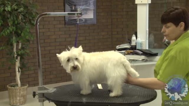 Thumbnail for Setting in the Tail & Body Pattern on a Pet West Highland White Terrier