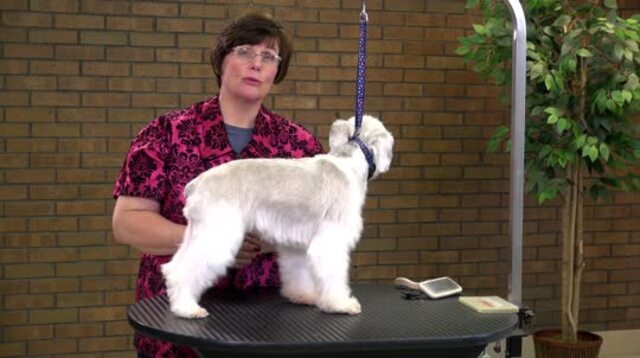 Thumbnail for Pet Grooming on a Miniature Schnauzer (Part 1 of 3-Part Series: Clipper Work on the Body)